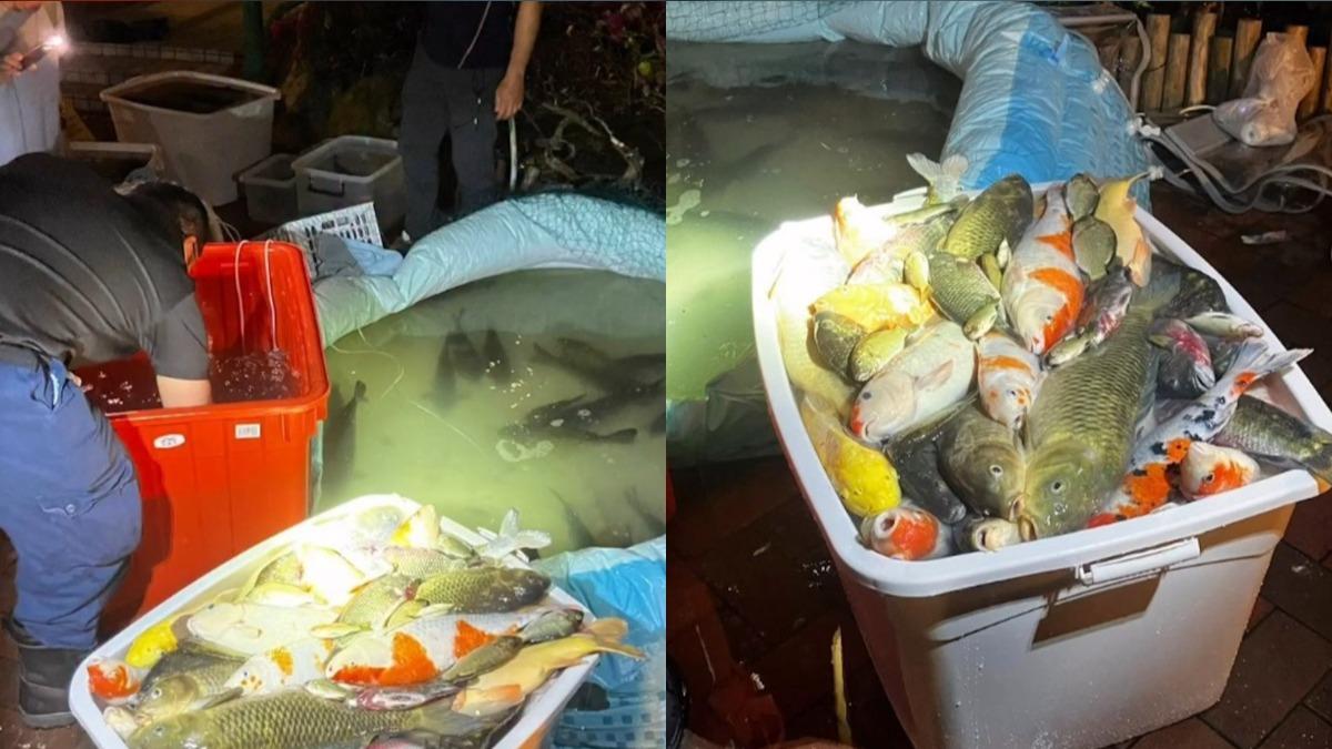 疑似打氣設備發生故障，導致水池含氧量不足，最後造成超過百條魚缺氧死亡，其中還包括不少錦鯉。（圖／翻攝自臉書＠香港救援鳩鴿及雀鳥）