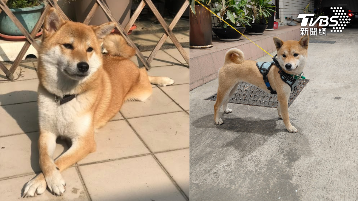 老翁飼養的柴犬為右圖，走丟後急忙尋狗，沒想到半路遇見左圖之柴犬米娜，誤認為自家毛小孩。（圖／TVBS）
