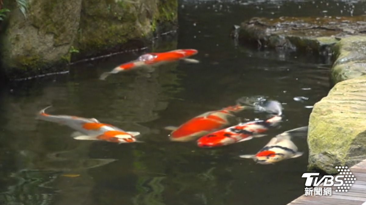 瀑布下方有8條錦鯉魚,其中一條「冠軍魚」身價達百萬。(圖/TVBS)