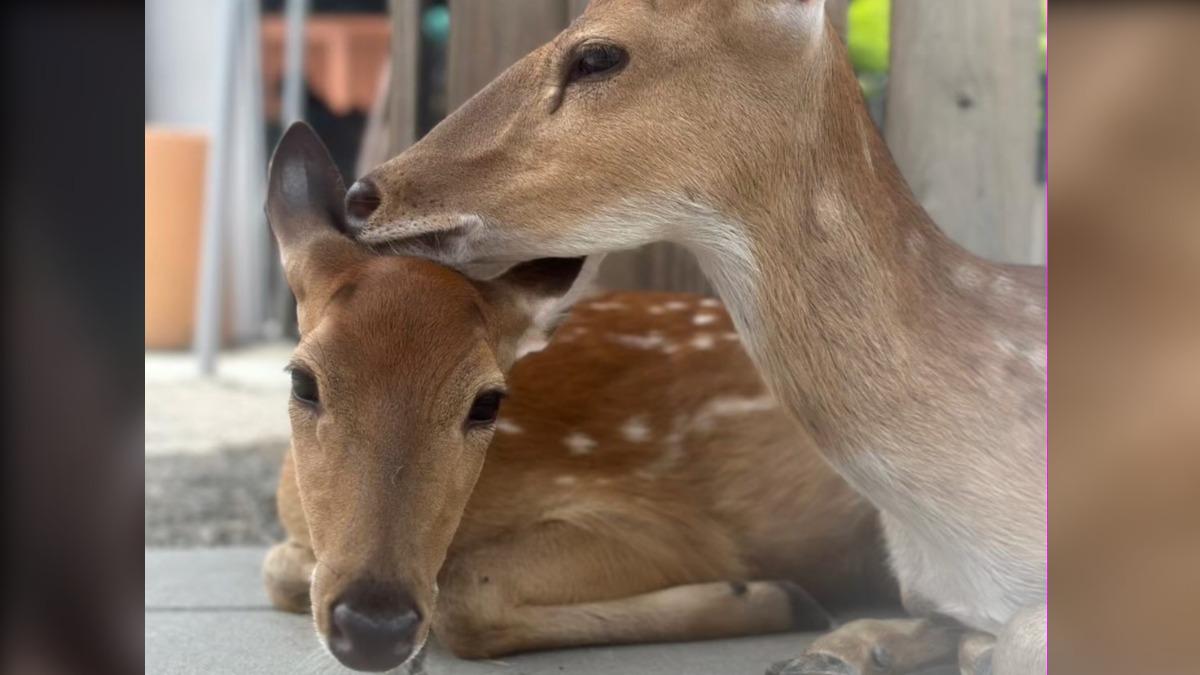 狠心同業「空拍機投毒」動物枉死！受害農場發聲　樹懶餐廳急澄清