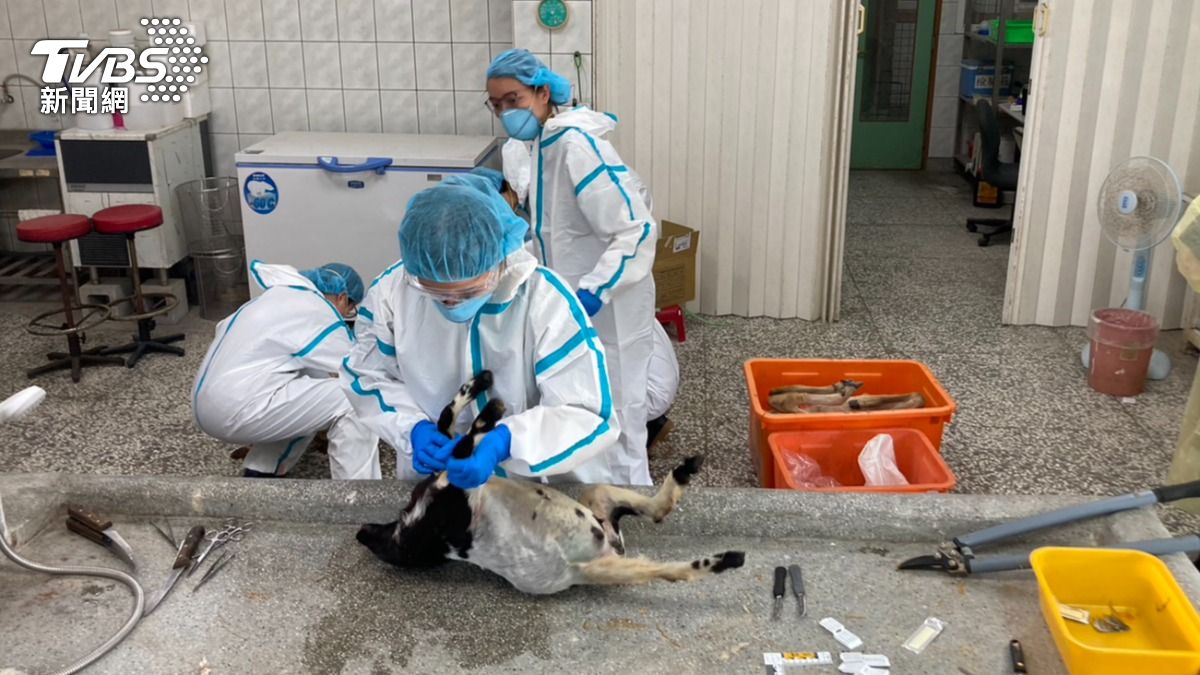 宜蘭農場-動物毒殺-宜蘭農場投毒-宜蘭農場空拍機-宜蘭農場羊駝-星夢森林劇場