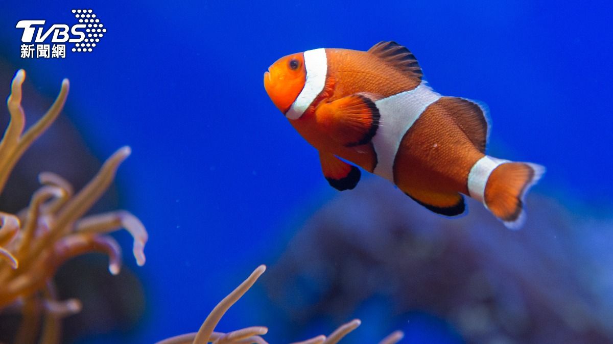 全球暖化衝擊生態!小丑魚竟「縮水」、珊瑚瀕臨消失