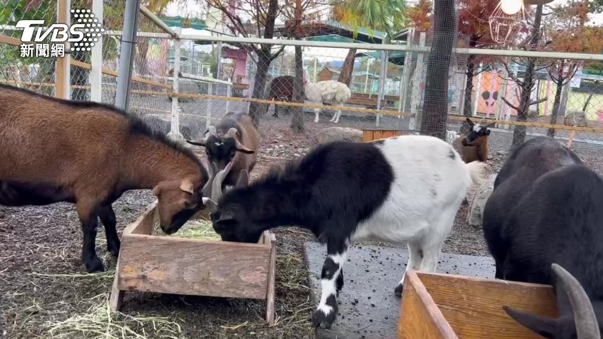 王男投毒行為造成園區內3隻動物死亡、10多隻動物出現中毒情況。（圖／TVBS）