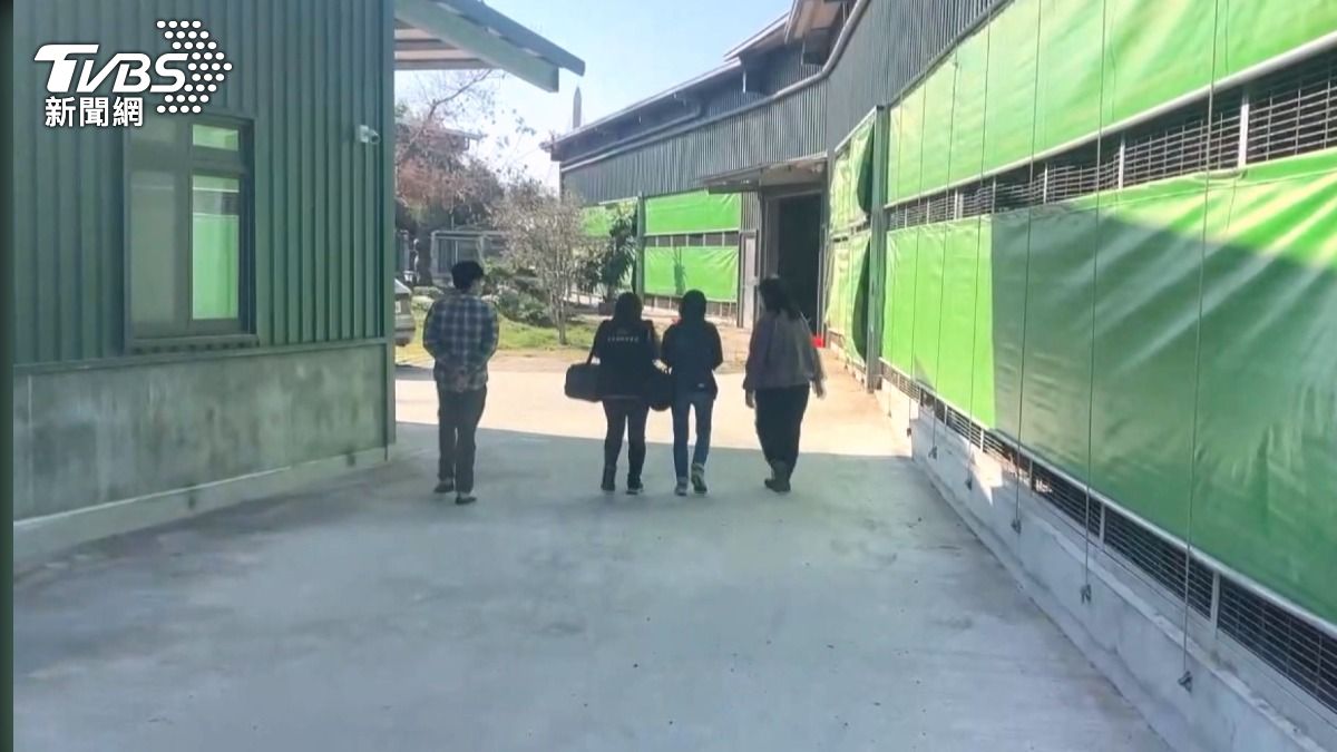 豐原一處蛋雞場「私埋死雞」照賣蛋　證實為禽流感(圖／TVBS) 