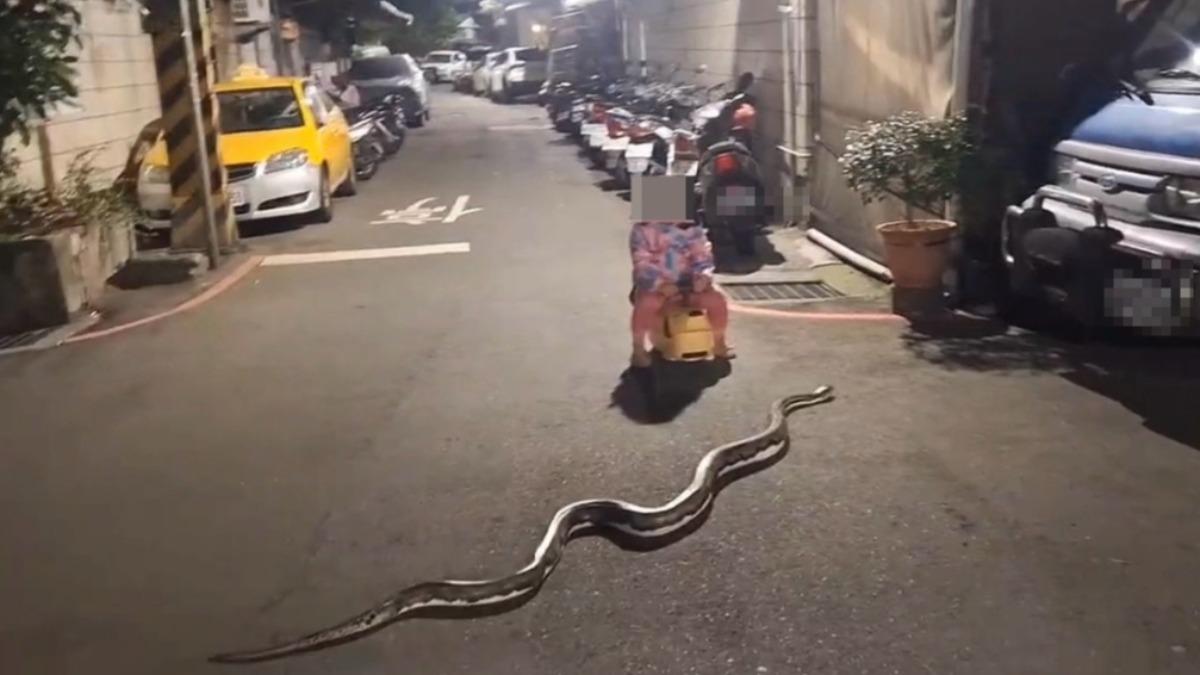 長約2公尺的蟒蛇當街爬行。（圖／翻攝自社會事新聞影音）