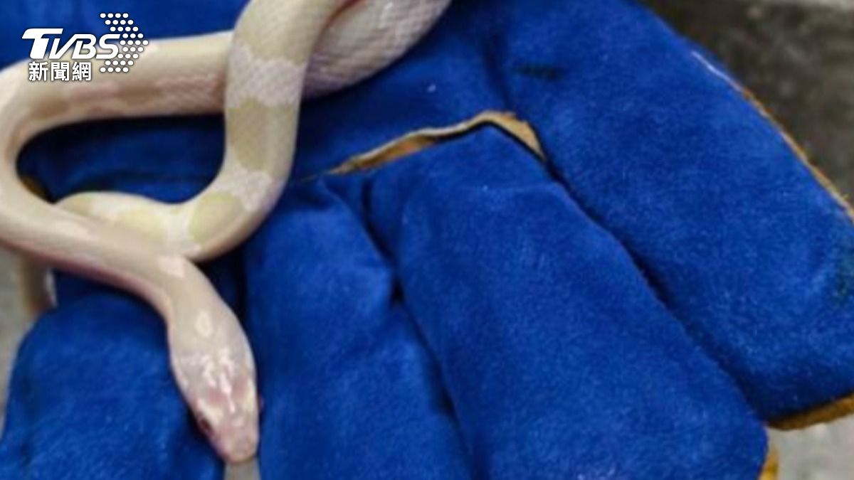 原飼主今天不出面將會開放領養。(圖/彰化縣動物防疫所)