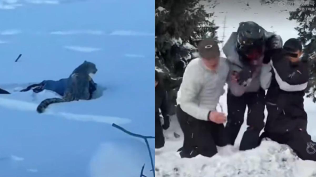 新疆可可托海傳雪豹咬人!女遊客滿臉血送醫 官方籲遵守警示