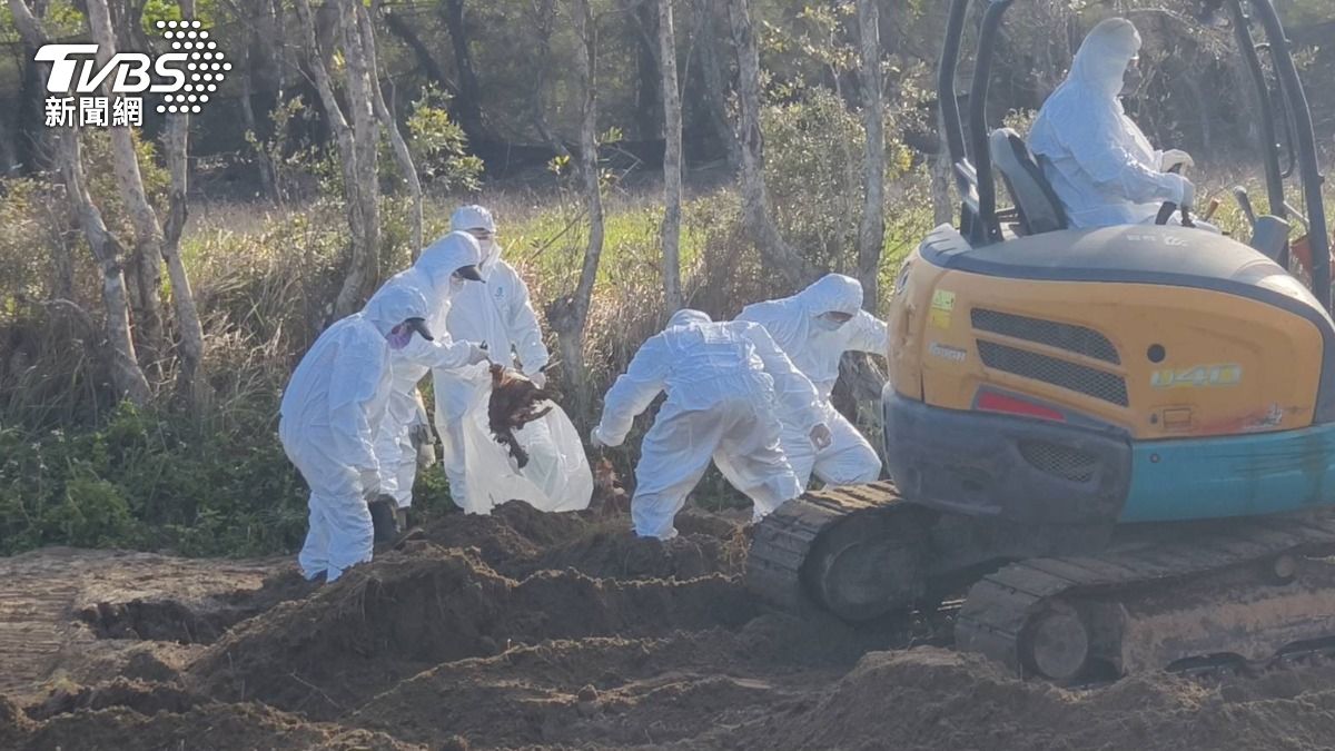 台中豐康牧場涉棄置斃死雞 業者地主遭聲押禁見