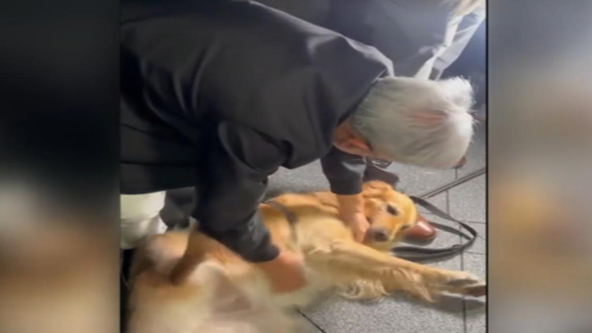 黃仁勳遇黃金獵犬,秒融化狂嚕狗。(圖片來源/hot2506)