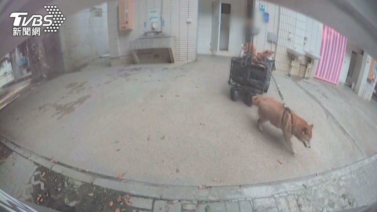 柴犬化身賽車手拉推車狂奔,撞傷特斯拉,車主盼飼主出面賠。(圖/民眾提供)