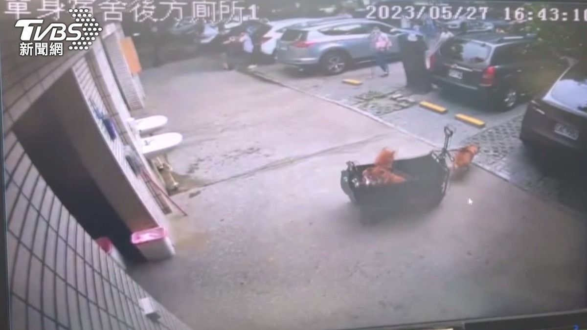 三柴犬變駕駛撞特斯拉!哨兵模式錄下「狗頭探鏡」飼主至今未現身。(圖/民眾提供)