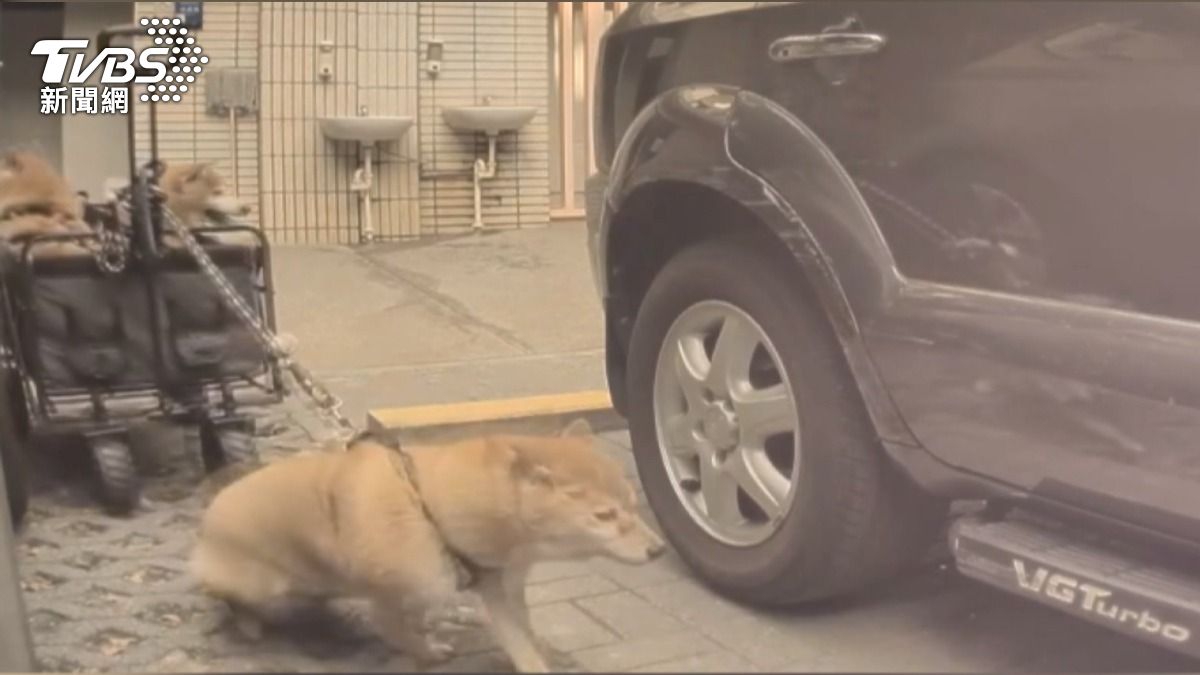 特斯拉的哨兵模式隨即啟動,畫面中可見一顆柴犬的頭在鏡頭前,彷彿意識到闖禍了。(圖/民眾提供)