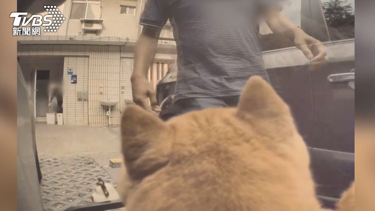 特斯拉的哨兵模式隨即啟動,畫面中可見一顆柴犬的頭在鏡頭前,彷彿意識到闖禍了。(圖/民眾提供)