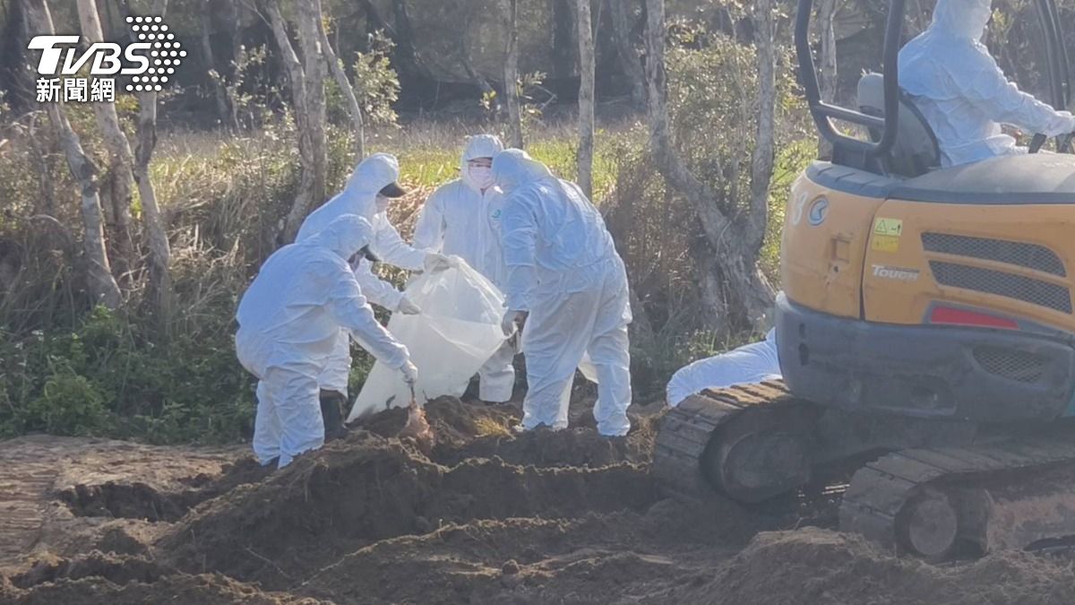 豐康牧場禽流感「借友人地埋雞屍」　負責人40萬、地主20萬交保
