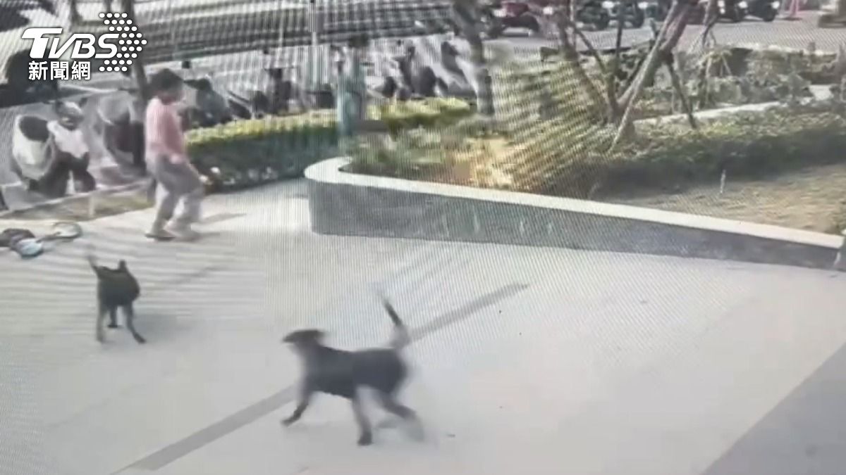 放養犬群亂跑！狗追孩童、嚇壞孕婦，反映飼主還被嗆。（圖／TVBS）