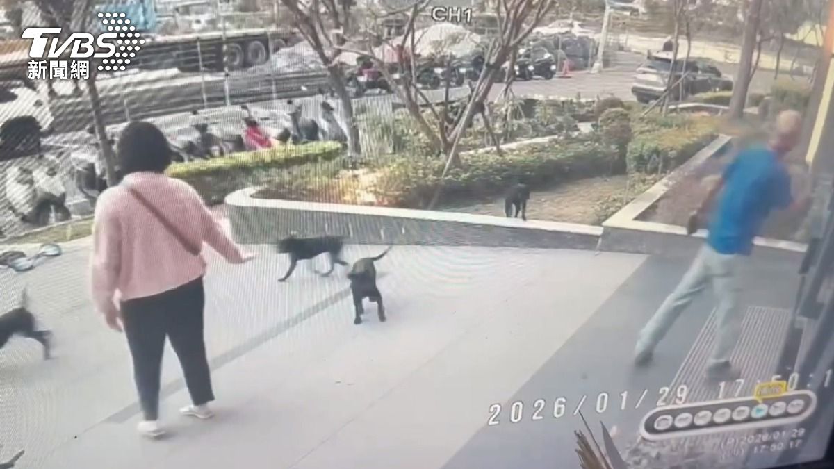 一名孕婦一走出大樓就有好幾隻黑狗衝上來，疑似是飼主的藍衣男子卻放任不管。（圖／TVBS）