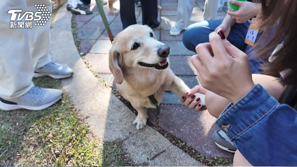 台中舉辦號稱亞洲規模最大、含金量最高的黃金獵犬聚會,共計350隻黃金獵犬齊聚。(圖/TVBS)