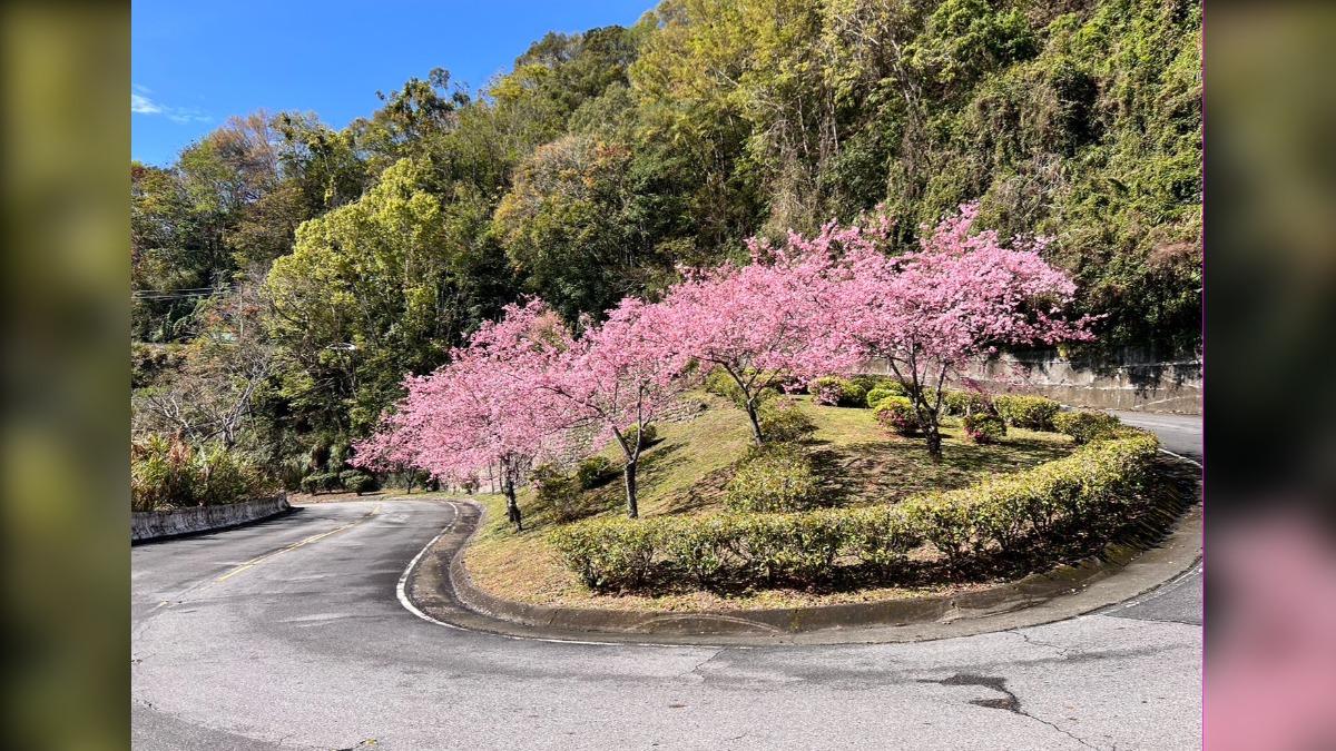 桃園去年盛開櫻花照。（圖／桃園觀旅局提供）