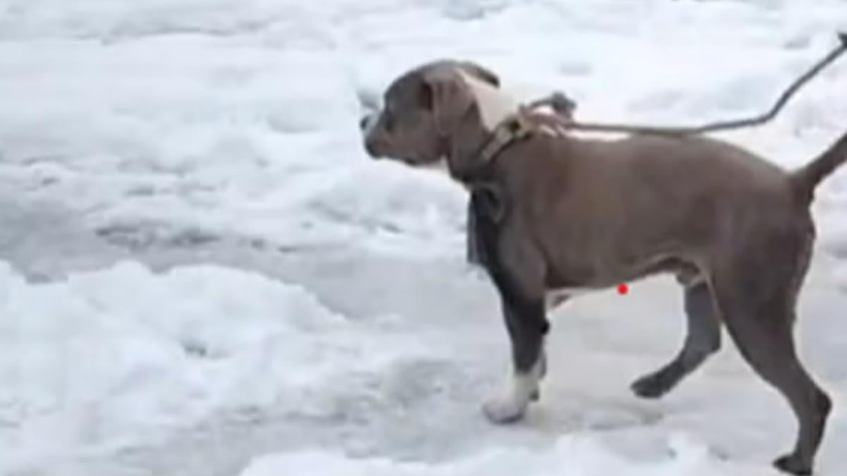19歲網紅登山遇雪崩亡 比特犬「護主4天」陪屍拒進食