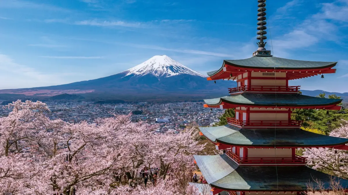遊日注意!富士山「最美櫻花祭」2026宣布停辦 官方揭主因