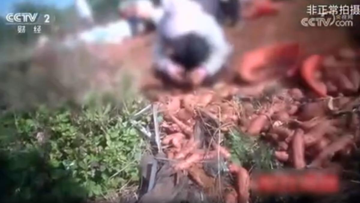 央視踢爆許多地瓜種植戶會偷偷使用劇毒農藥。(圖/央視)
