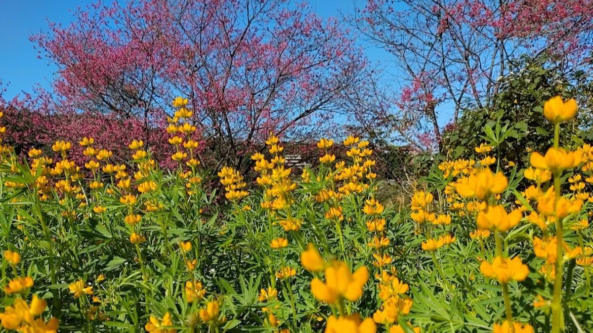 魯冰花花海,色澤金黃。(圖/翻攝花IN台北官網)