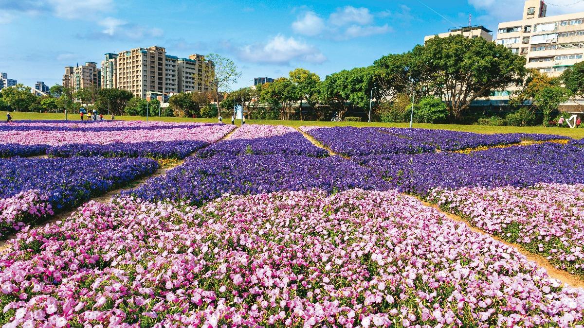 古亭河濱公園花海。(圖/台北市工務局水利工程處提供)