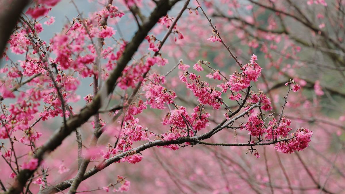 陽明山花季。(圖/翻攝花IN台北官網)