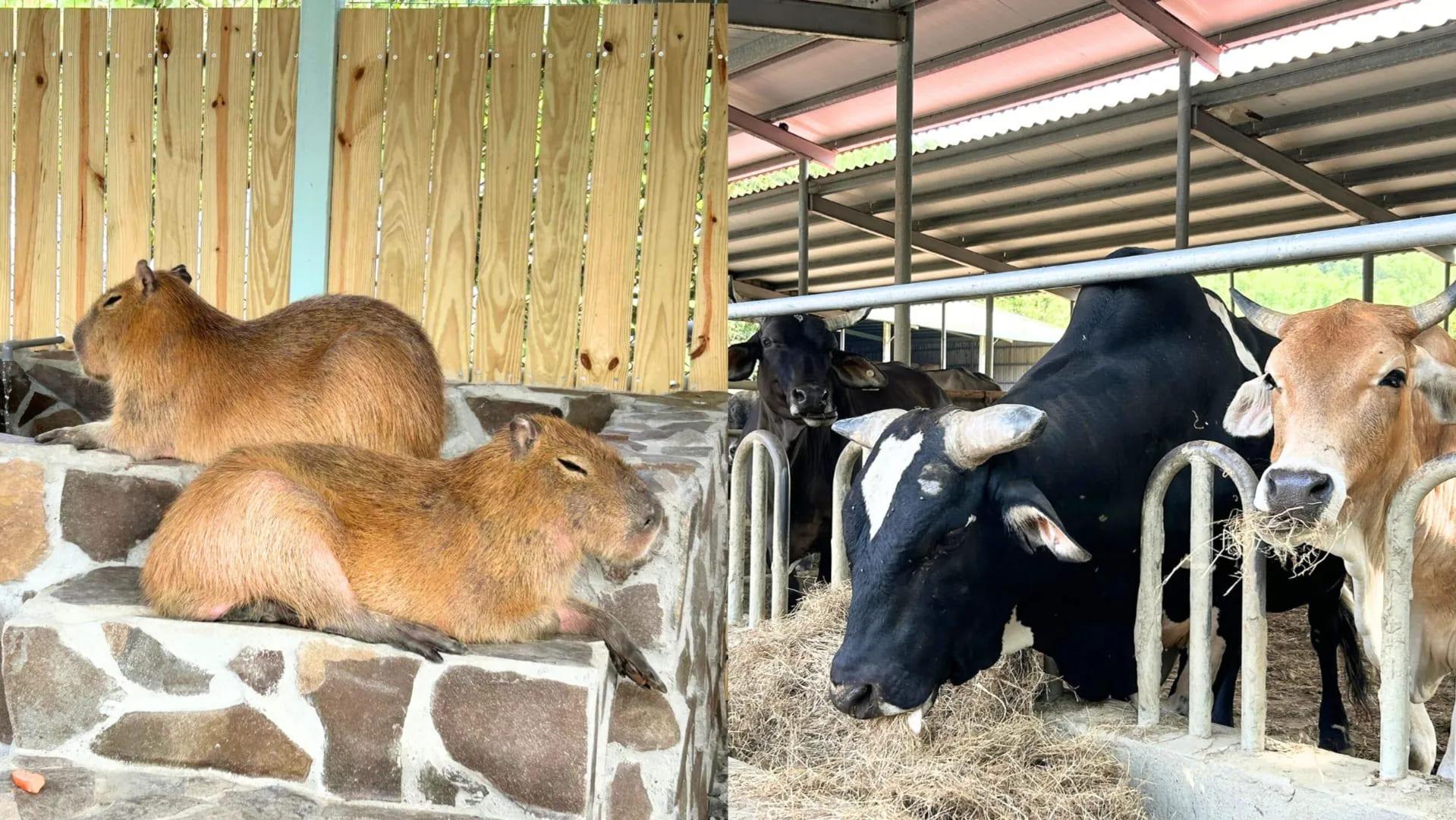 走馬瀨農場占地廣闊，除了有放牧區、蜜蜂生態區、可愛動物園、獨角仙生態區，今年寒假更升級夢幻室內親子館、繽紛滑草場等設施。（圖／翻攝自臉書＠走馬瀨農場）
