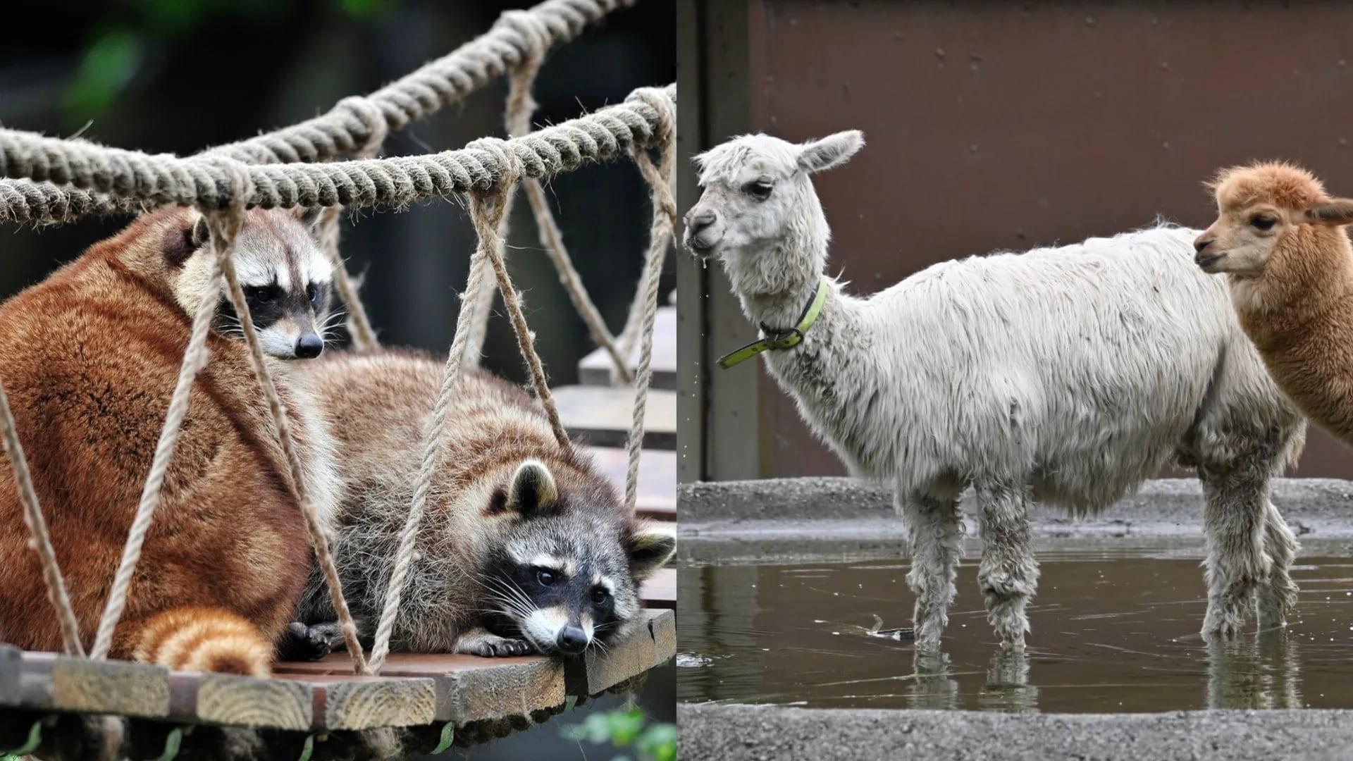  新光兆豐休閒農場地處花東縱谷，走進開心動物園區，也能近距離和動物互動。（圖／翻攝自臉書＠新光兆豐休閒農場-拓村泉旅）