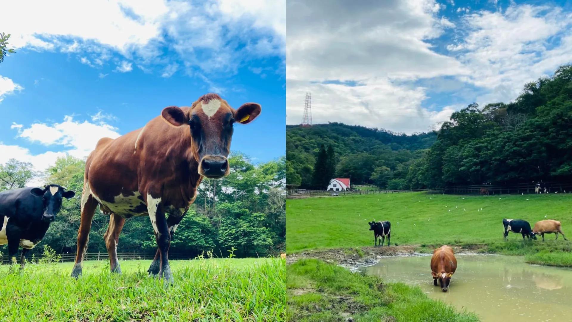 飛牛牧場占地達120公頃，以自然、健康、歡樂作為經營理念。（圖／翻攝自臉書＠飛牛牧場）