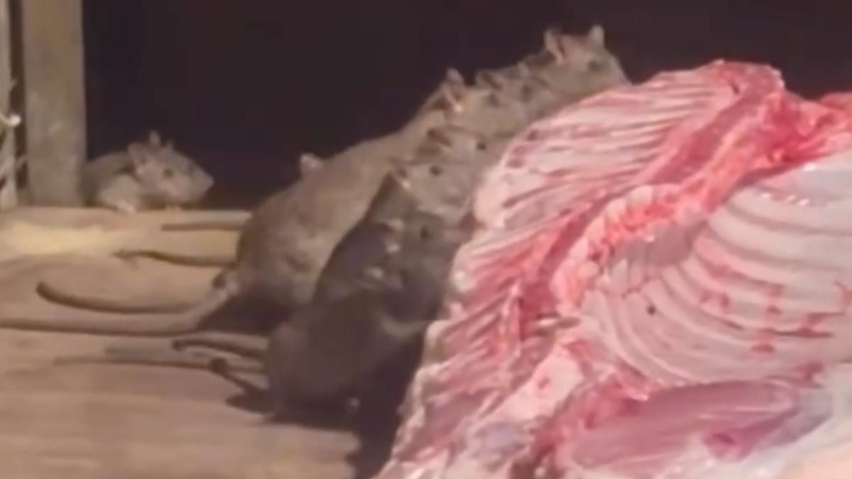 屏東豬肉攤「米奇排排站」爽嗑生肉自助餐 目擊者崩潰:還吊起來賣