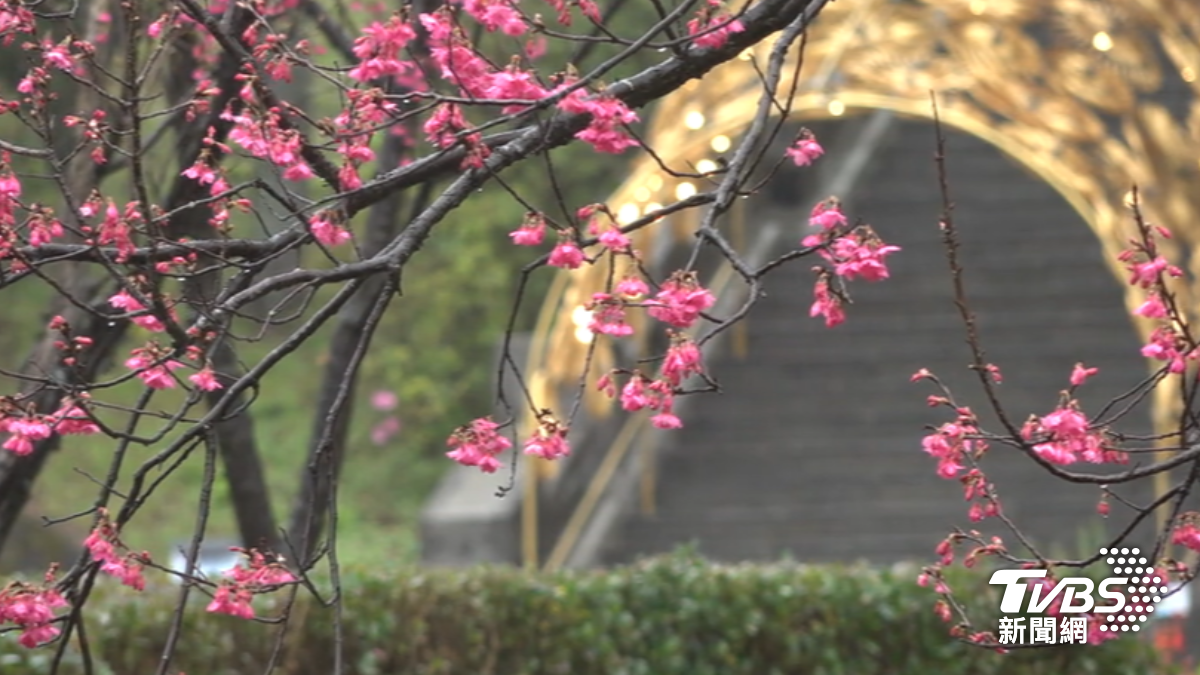 陽明山花鐘附近櫻花開5成。（圖／TVBS）