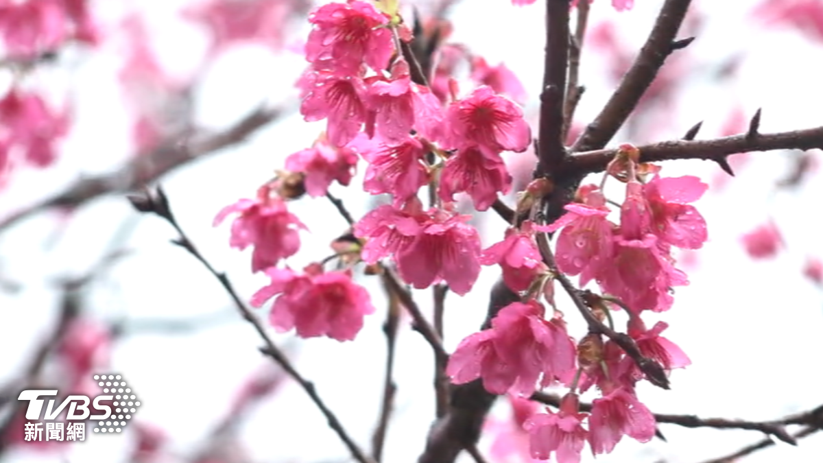 陽明山花鐘附近櫻花開5成。（圖／TVBS）