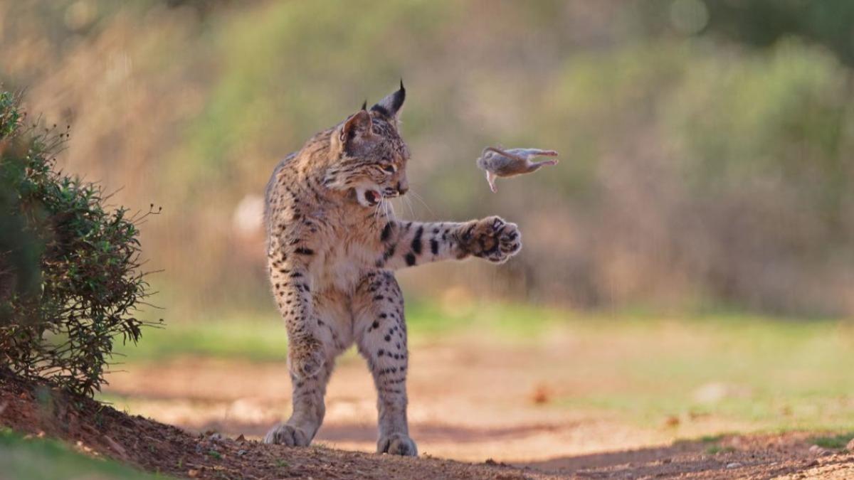 這隻山貓看起來在玩食物。(圖取自Wildlife Photographer of the Year官網)