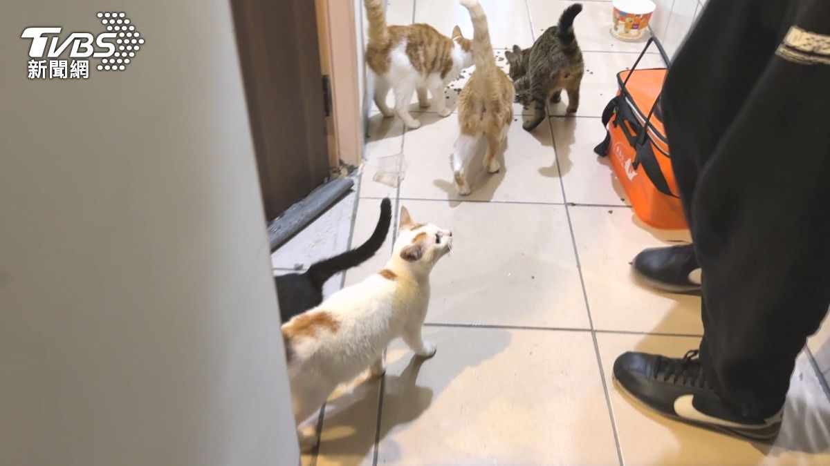 欠租8月!出租套房淪垃圾場 6貓4龜困惡臭噁爛套房中求生。(圖/TVBS)