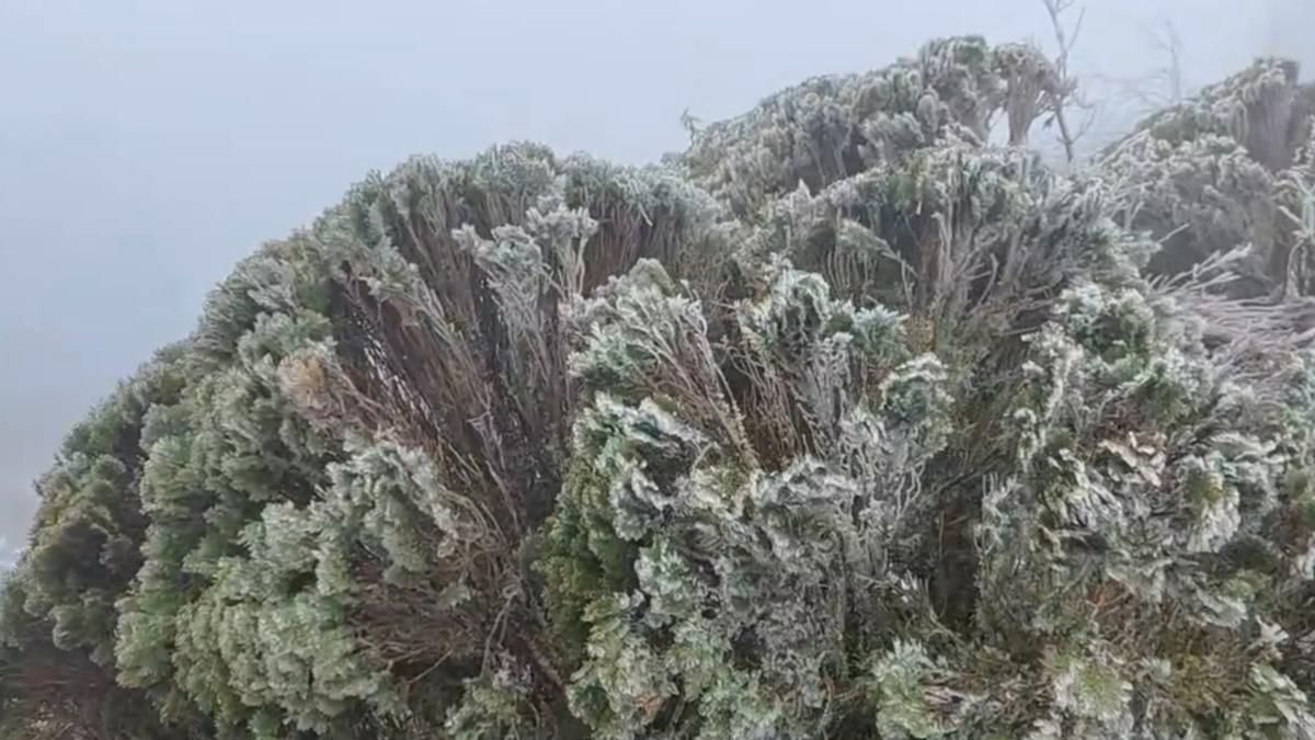 太平山0度低溫「冰霰霧淞齊現」。(圖/太平山遊樂區)