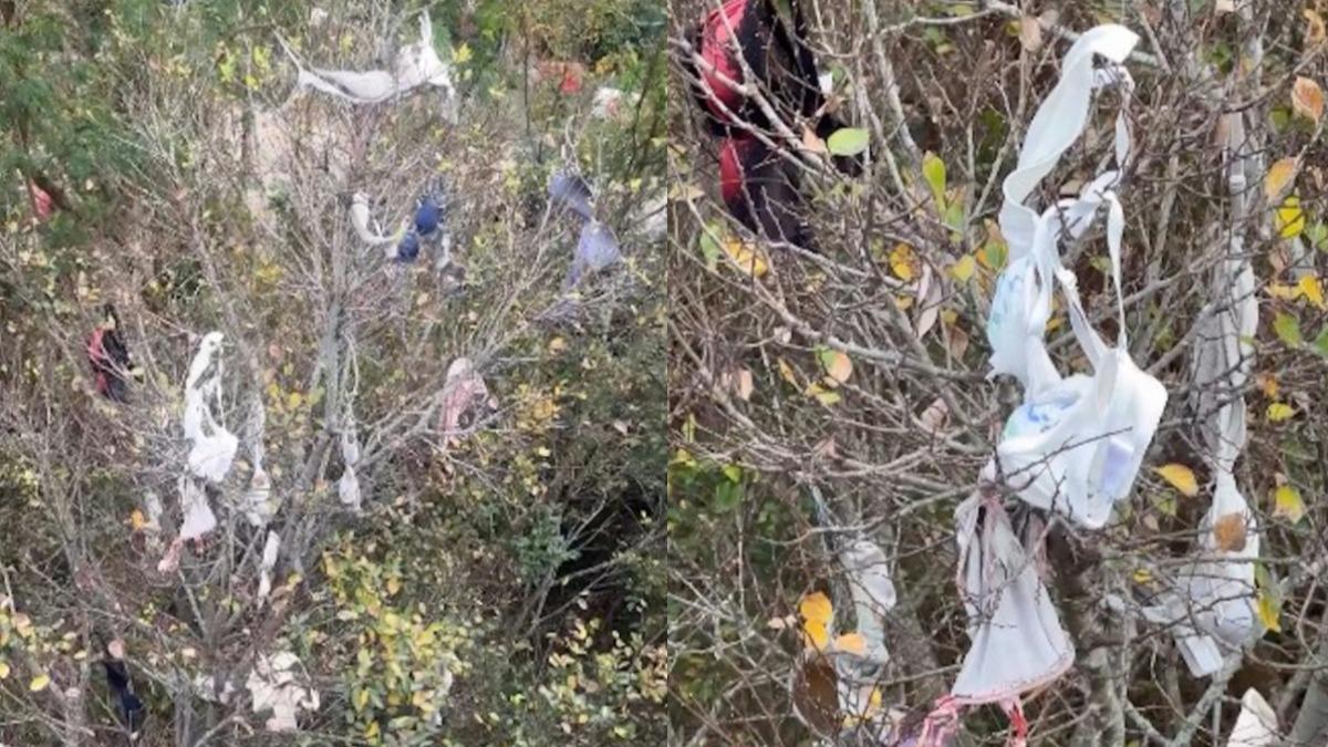 香港元朗八鄉路奇景!樹枝被「掛滿胸罩」 網虧:當許願樹?