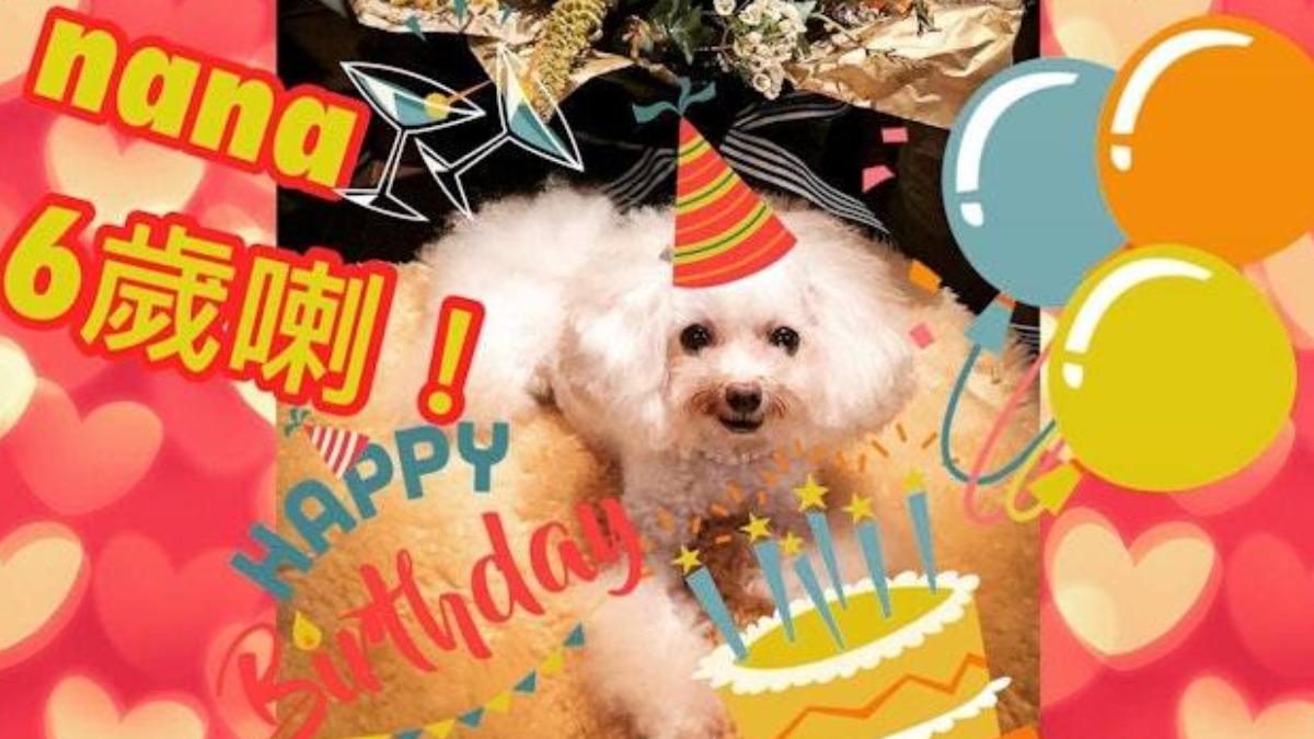 姜皓文愛犬NaNa受盡寵愛。(圖/翻攝自IG@black_gorgor)