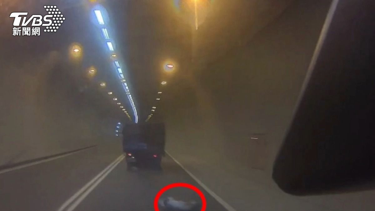 豬隻跌落台64車道險釀追撞 飼主「無照、GPS未裝」重罰9000