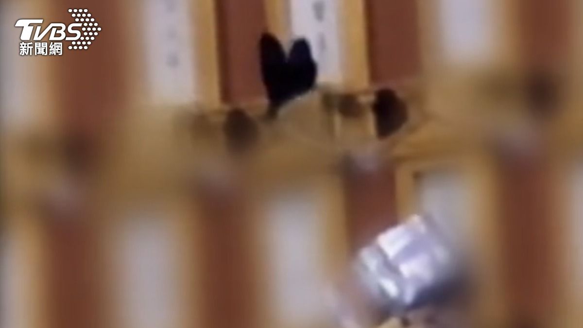 劉宗鑫殉職一週年,家屬祭拜時目擊蝴蝶停在牌位前。(圖/TVBS)