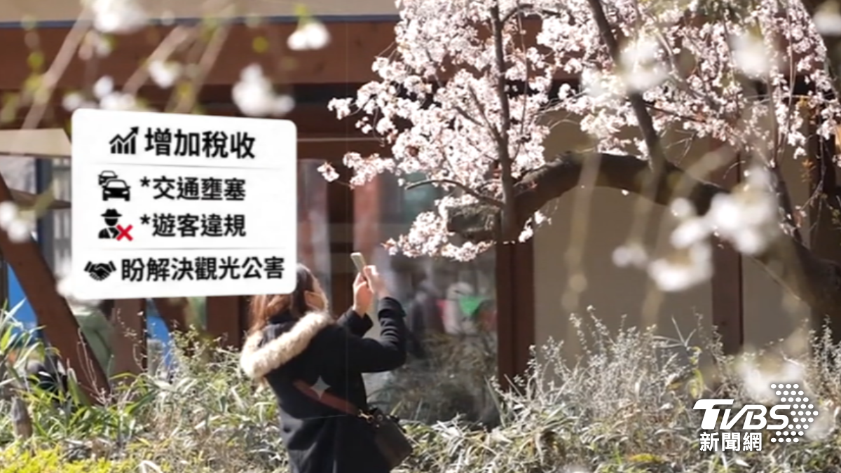 日本櫻花季,預估從三月下旬開始,但未來到日本旅遊,交通、住宿將會變貴。(圖/TVBS)
