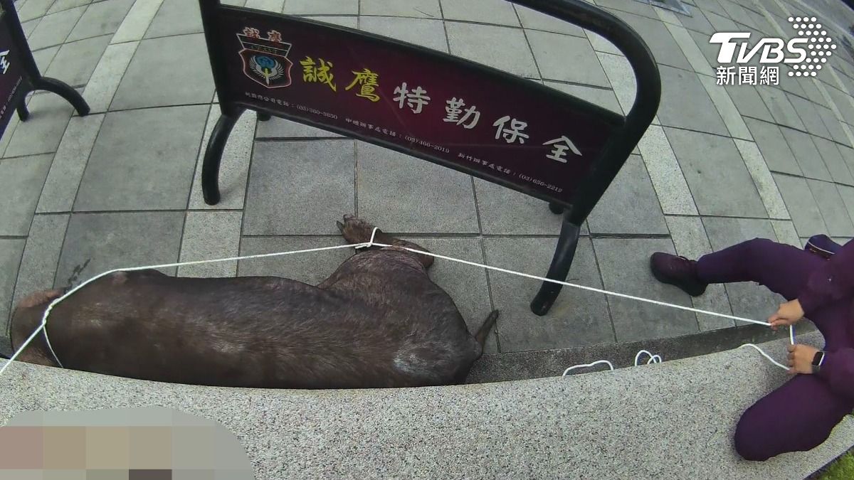 黑豬體力耗盡。（圖／TVBS）