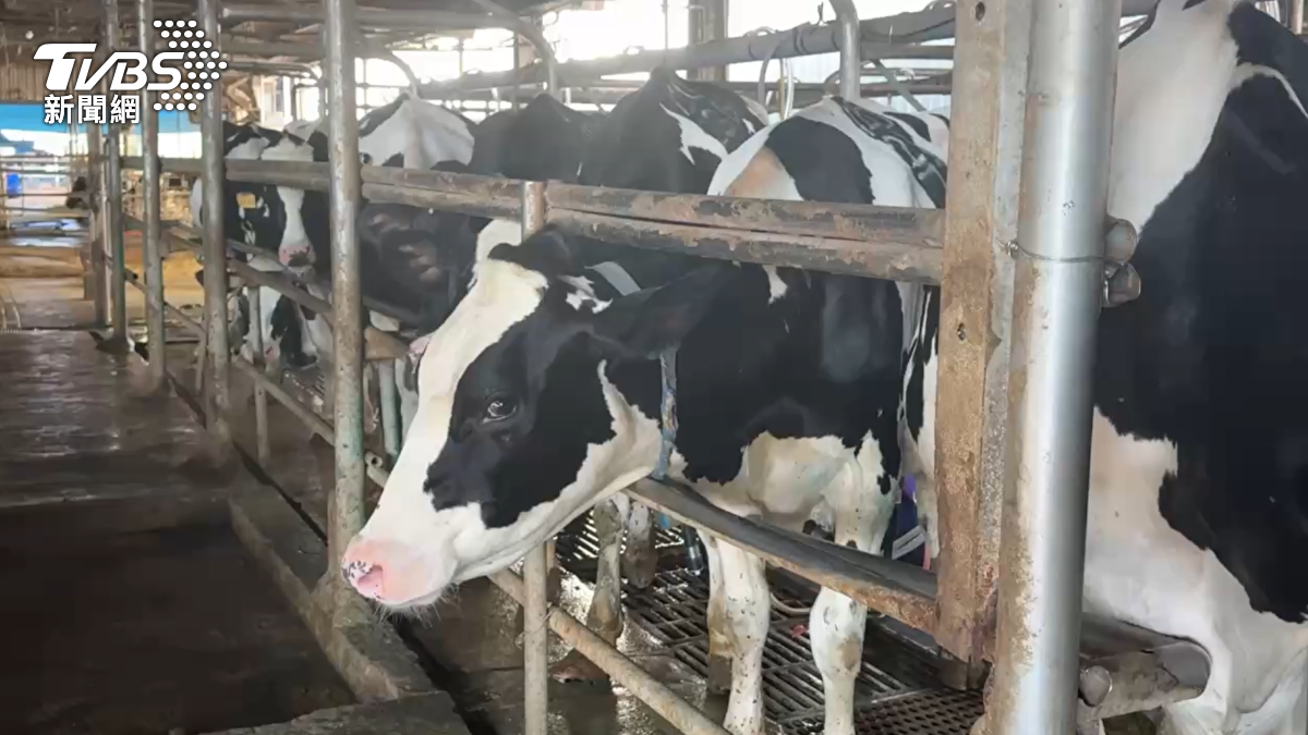 台灣農業面對台美關稅,美國液態乳零關稅開放,讓本土酪農擔心不敵低價競爭(圖/TVBS)
