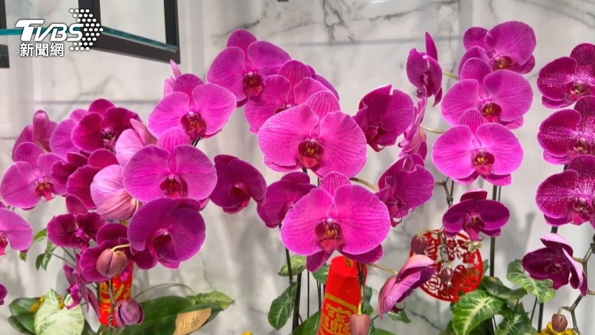 台灣蘭花外銷最大市場就是美國,如今在過年前拿到零關稅門票,讓業者直呼收到春節大紅包(圖/TVBS)