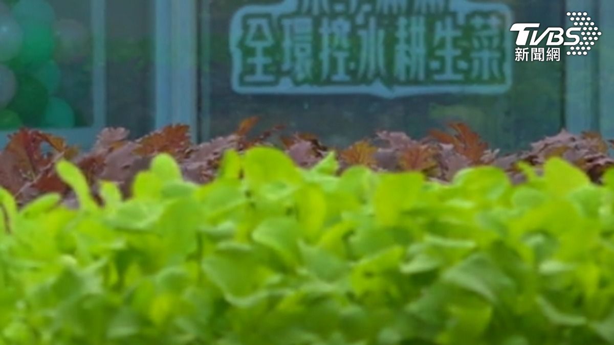 水耕蔬菜節省土地空間使用(圖/TVBS)