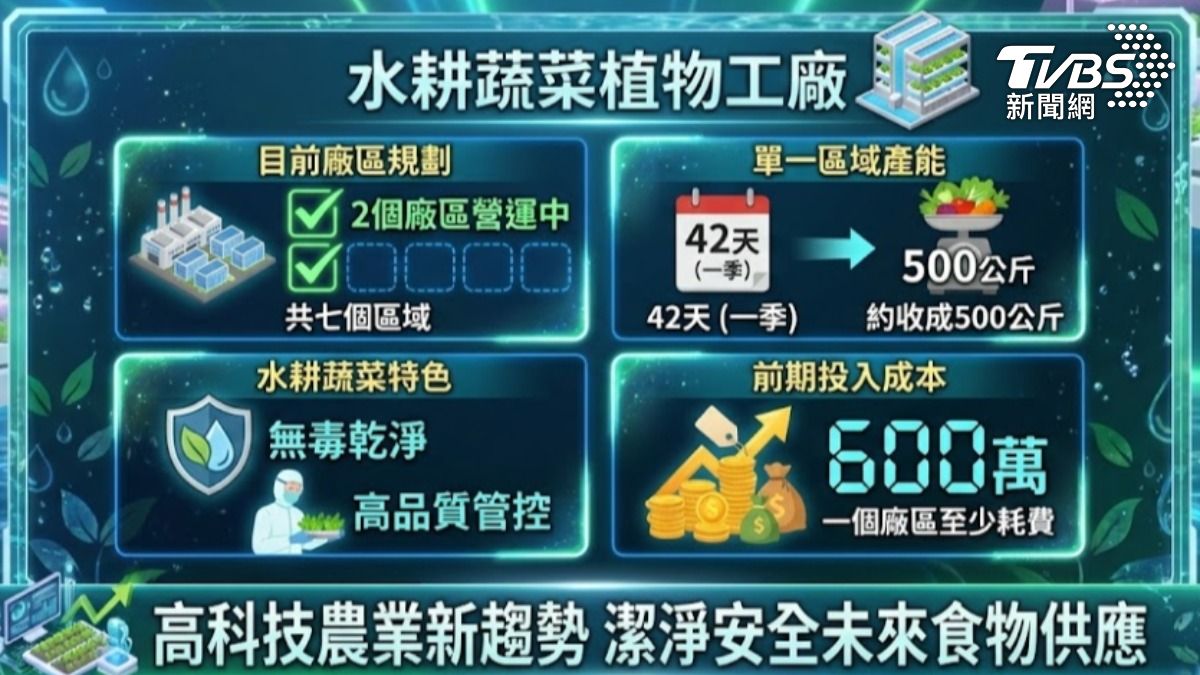 水耕蔬菜節省土地空間使用(圖/TVBS)