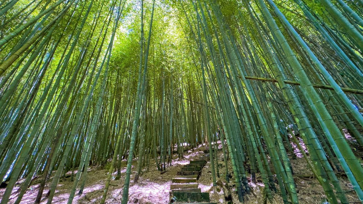 圖為「瑞太古道」。（圖／嘉義縣文化觀光局）