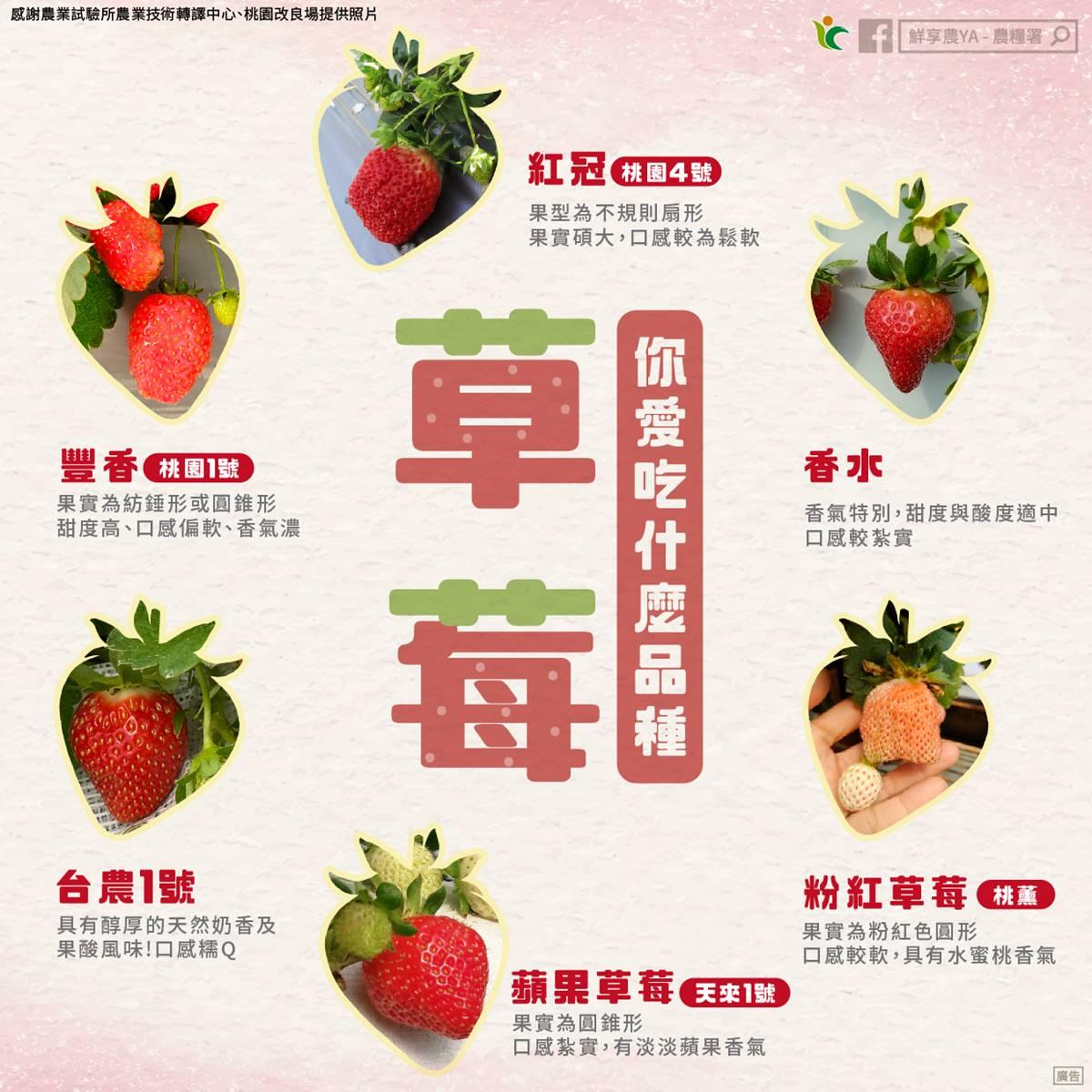 台灣草莓品種各具特色。(圖/農糧署)