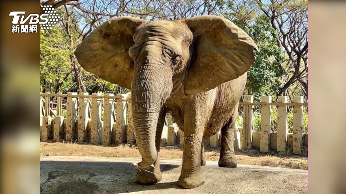 壽山動物園非洲母象「阿里」享年52歲。(圖/TVBS)